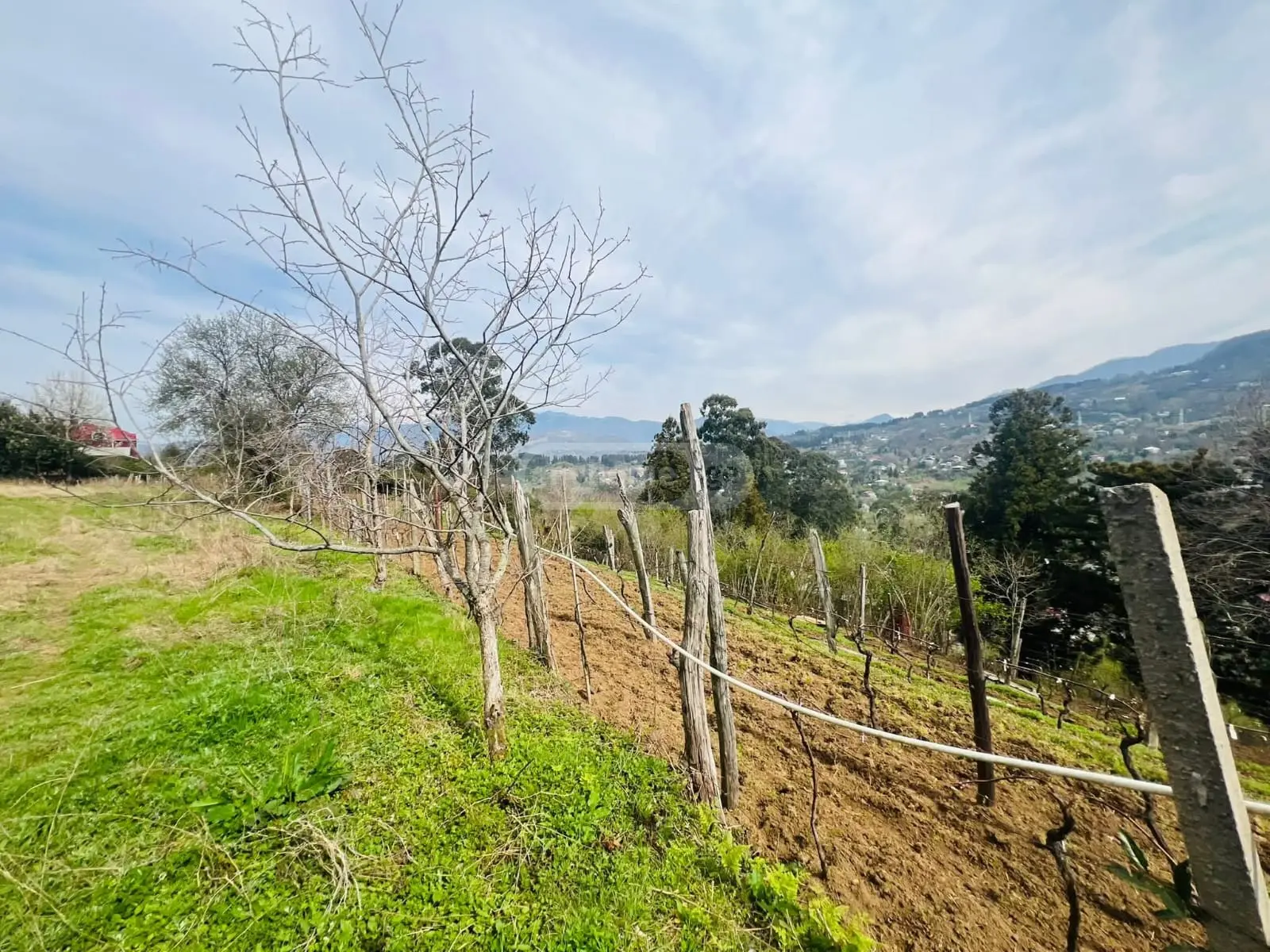For Sale Sasoplo-Sameurneo Land Plot In Batumi view 5