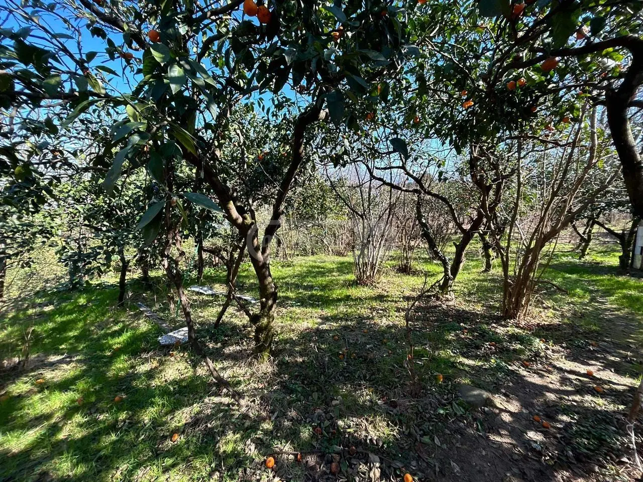 For Sale Ara Sasoplo-Sameurneo Land Plot In Batumi view 7