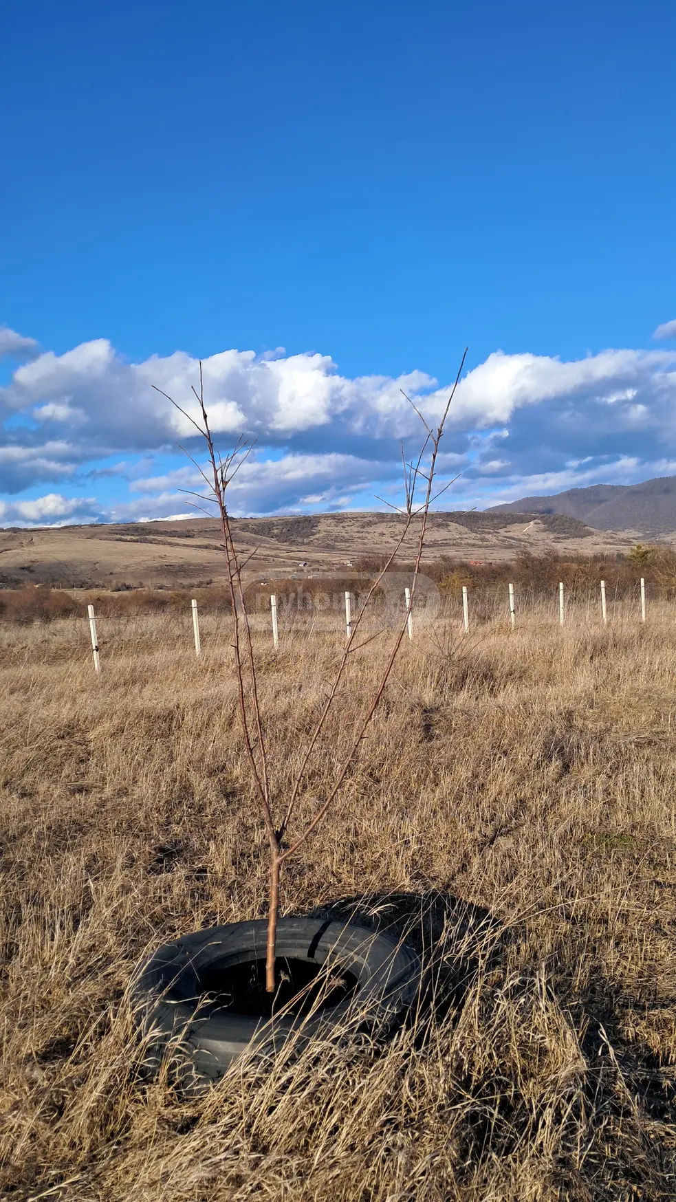 For Sale Sasoplo-Sameurneo Land Plot Tianetis Munitsipalitetshi view 5