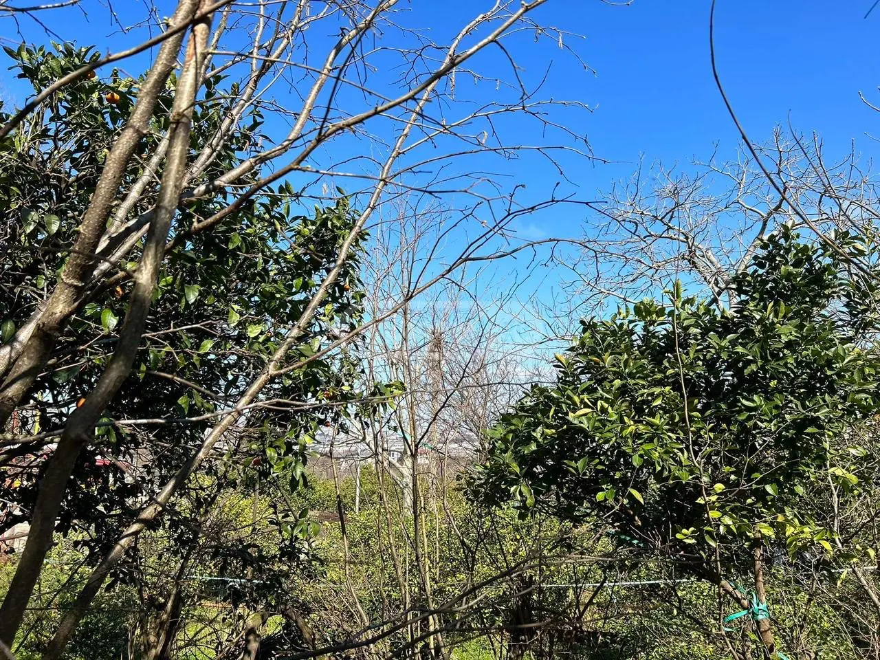 For Sale Ara Sasoplo-Sameurneo Land Plot In Batumi view 10
