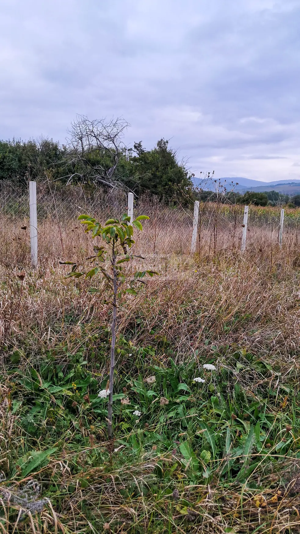 For Sale Sasoplo-Sameurneo Land Plot Tianetis Munitsipalitetshi view 4