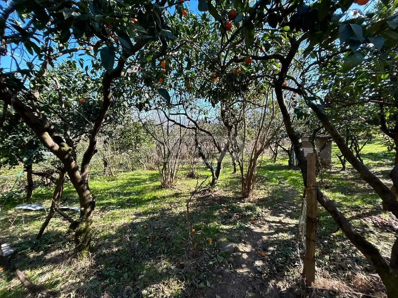 For Sale Ara Sasoplo-Sameurneo Land Plot In Batumi view 9