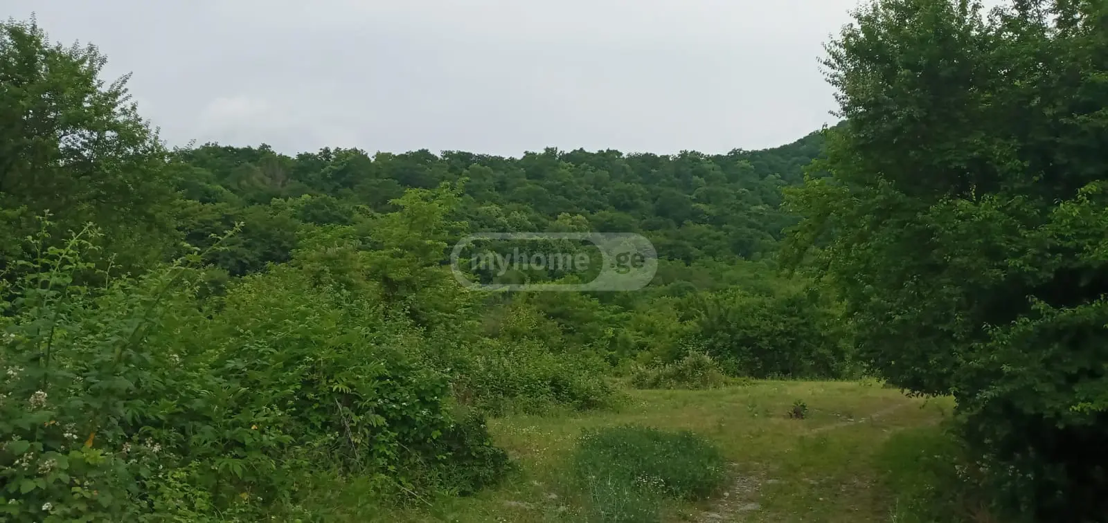 For Sale Sasoplo-Sameurneo Land Plot Lagodekhshi view 4