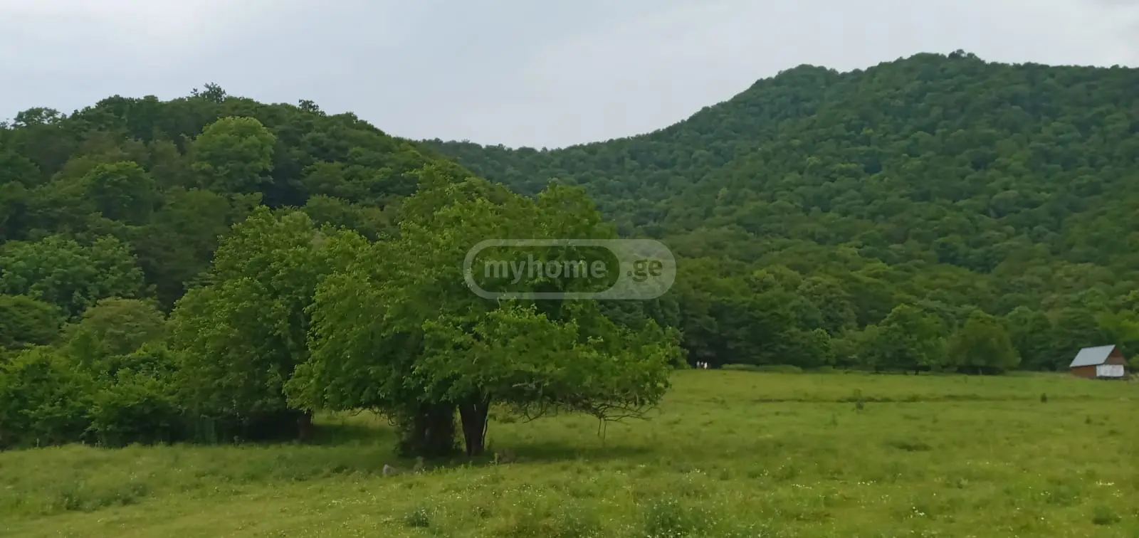 For Sale Sasoplo-Sameurneo Land Plot Lagodekhshi view 3