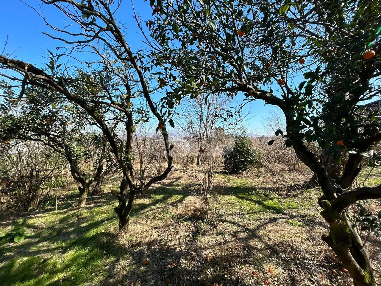 For Sale Ara Sasoplo-Sameurneo Land Plot In Batumi view 8