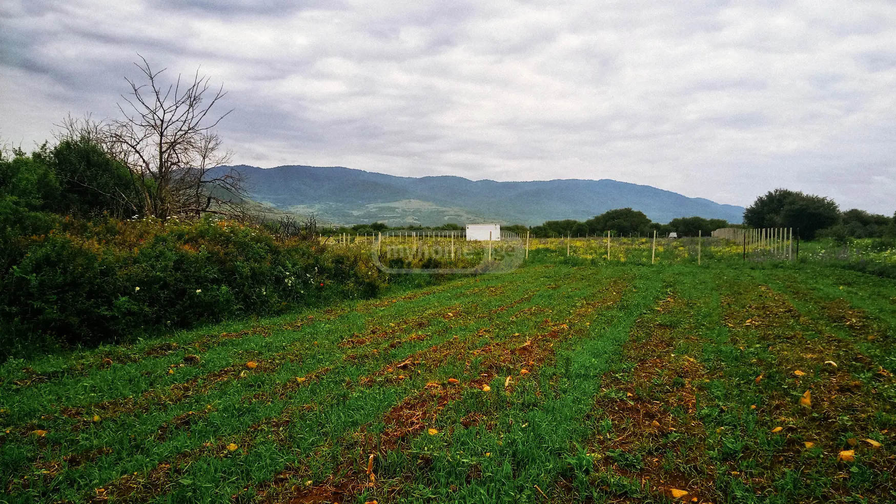 For Sale Sasoplo-Sameurneo Land Plot Tianetis Munitsipalitetshi view 6