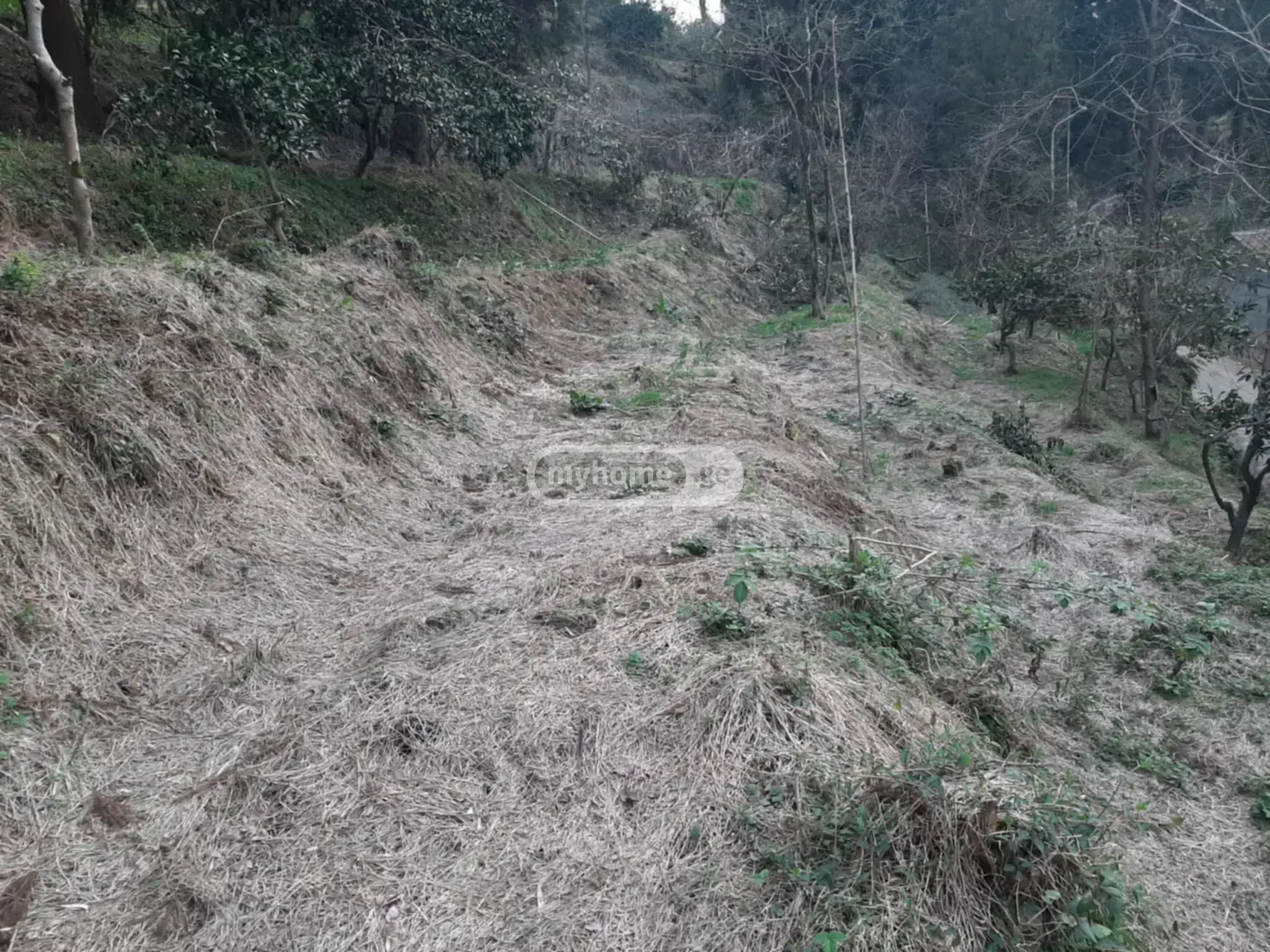 For Sale Sasoplo-Sameurneo Land Plot In Batumi view 4