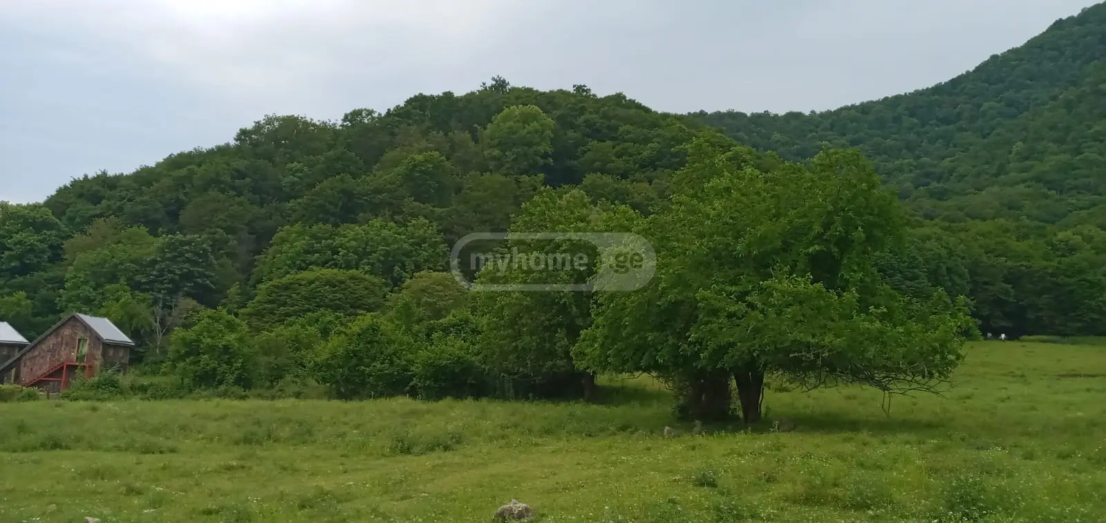 For Sale Sasoplo-Sameurneo Land Plot Lagodekhshi view 1