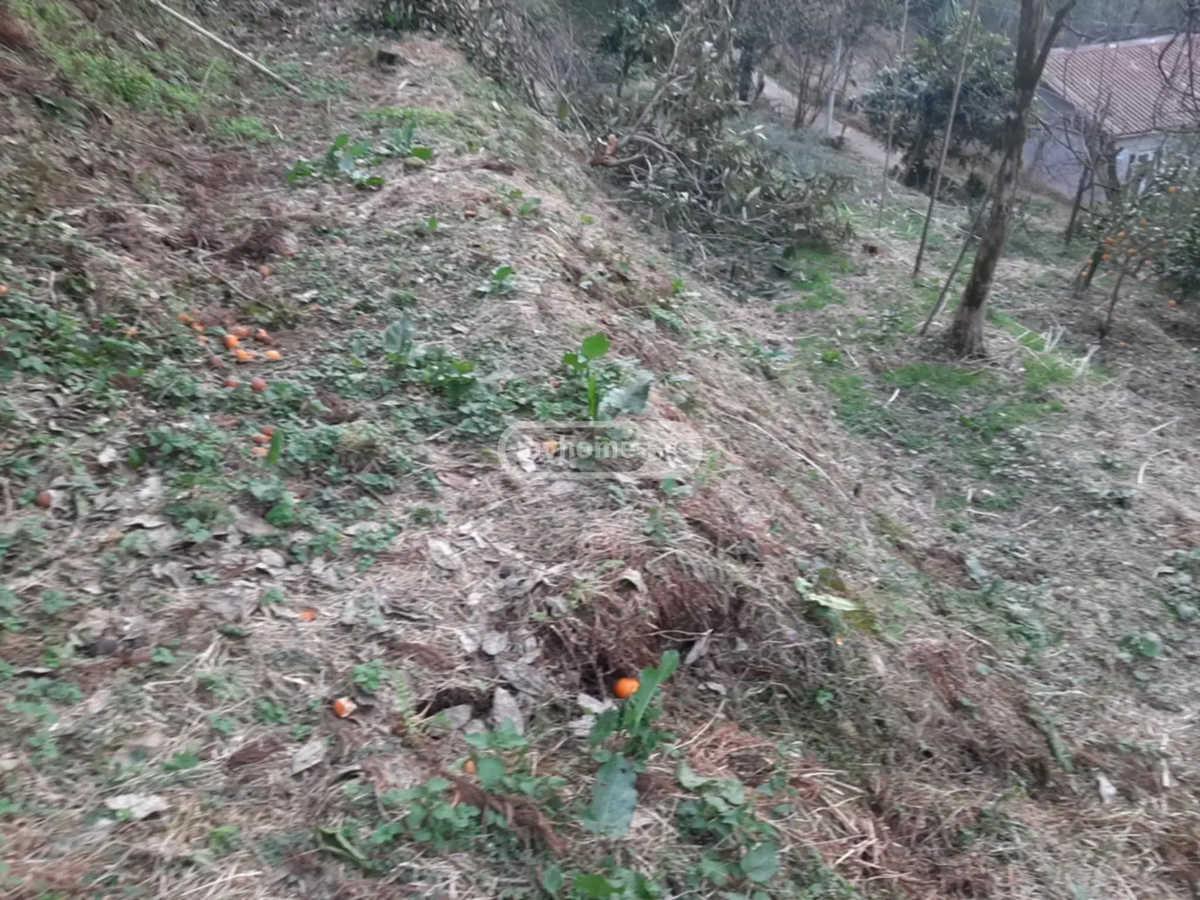 For Sale Sasoplo-Sameurneo Land Plot In Batumi view 5