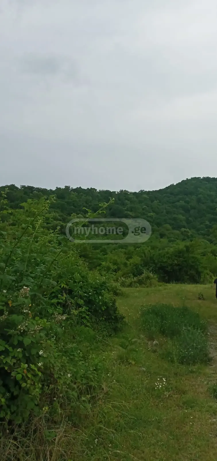 For Sale Sasoplo-Sameurneo Land Plot Lagodekhshi view 4