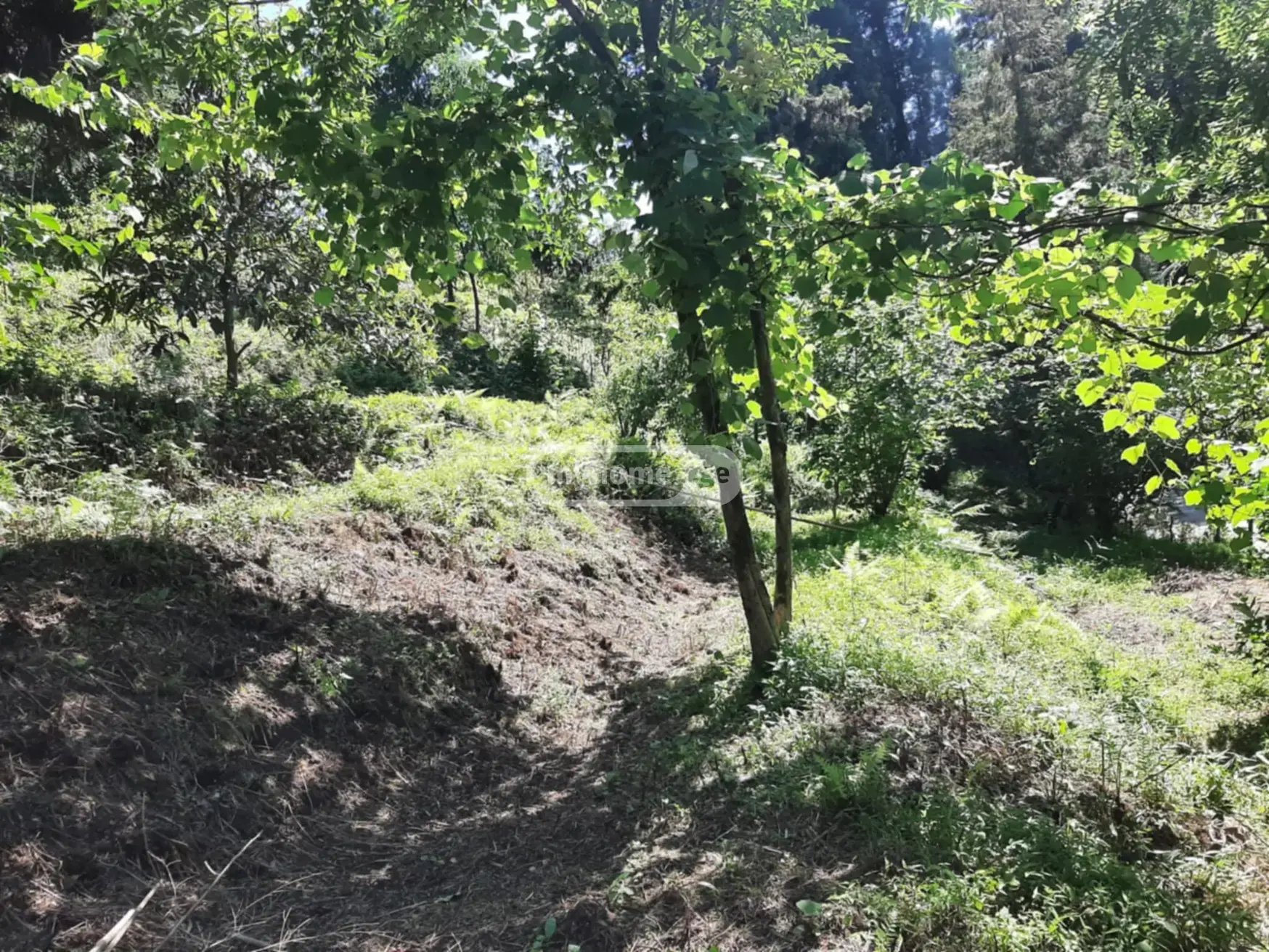 For Sale Sasoplo-Sameurneo Land Plot In Batumi view 7