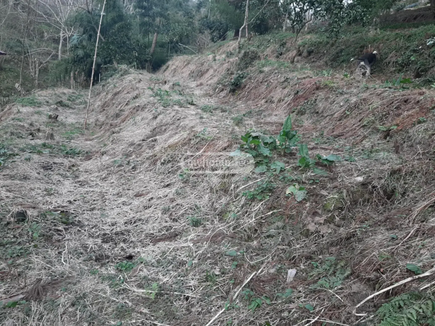 For Sale Sasoplo-Sameurneo Land Plot In Batumi view 1