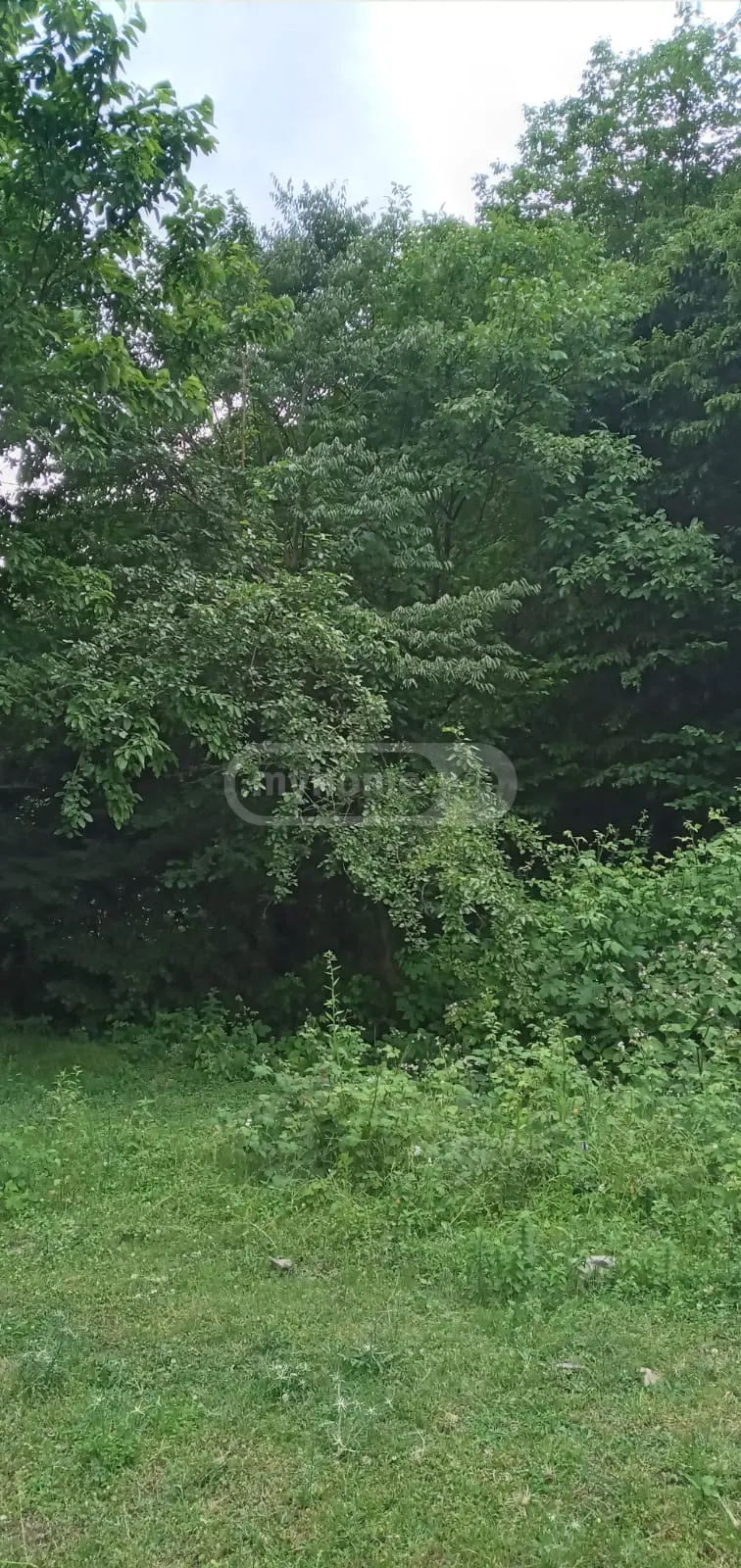 For Sale Sasoplo-Sameurneo Land Plot Lagodekhshi view 1