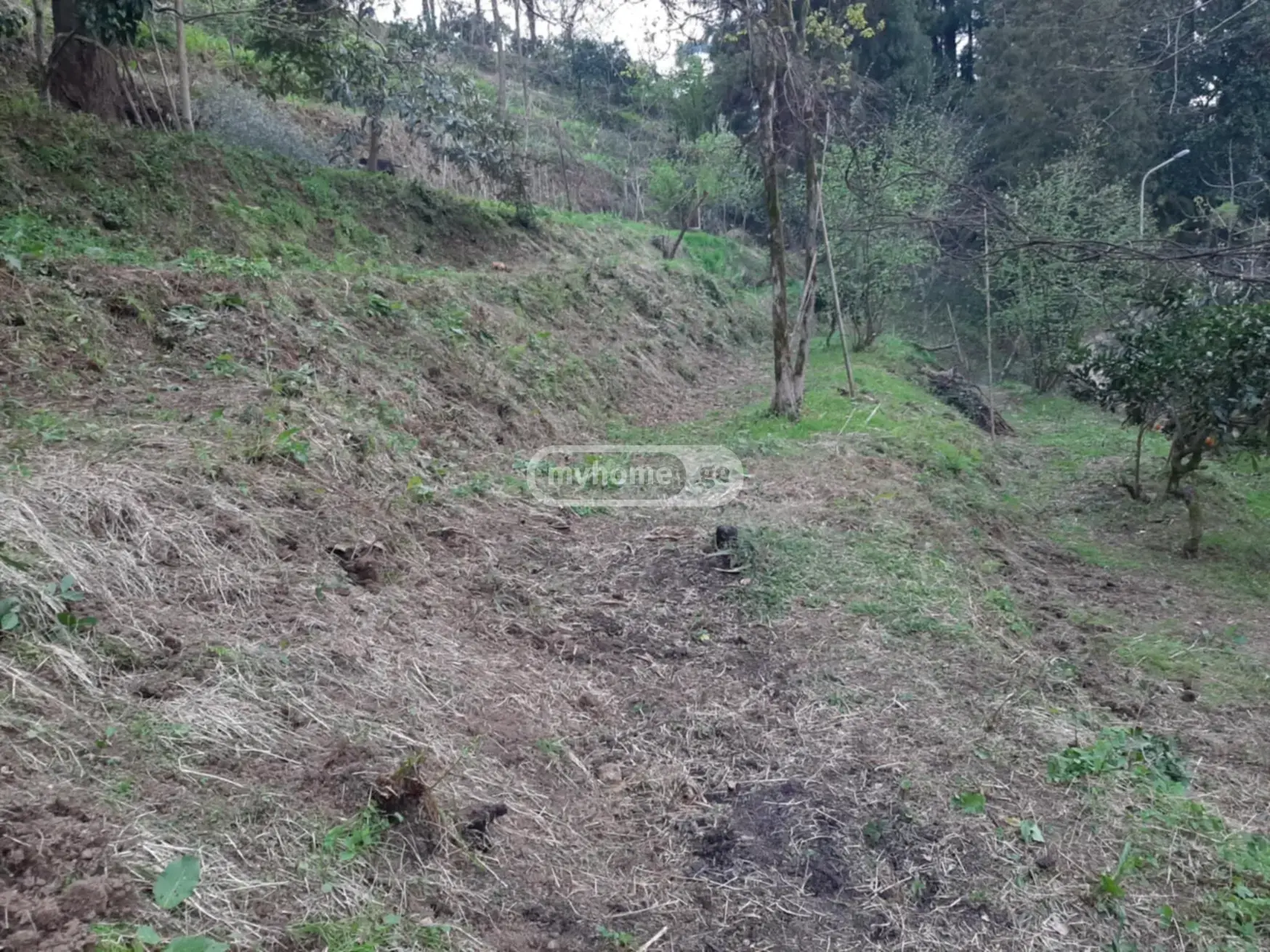 For Sale Sasoplo-Sameurneo Land Plot In Batumi view 8