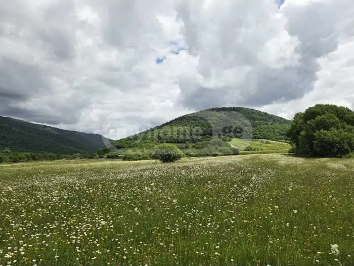 For Sale Sasoplo-Sameurneo Land Plot Tianetis Munitsipalitetshi view 3