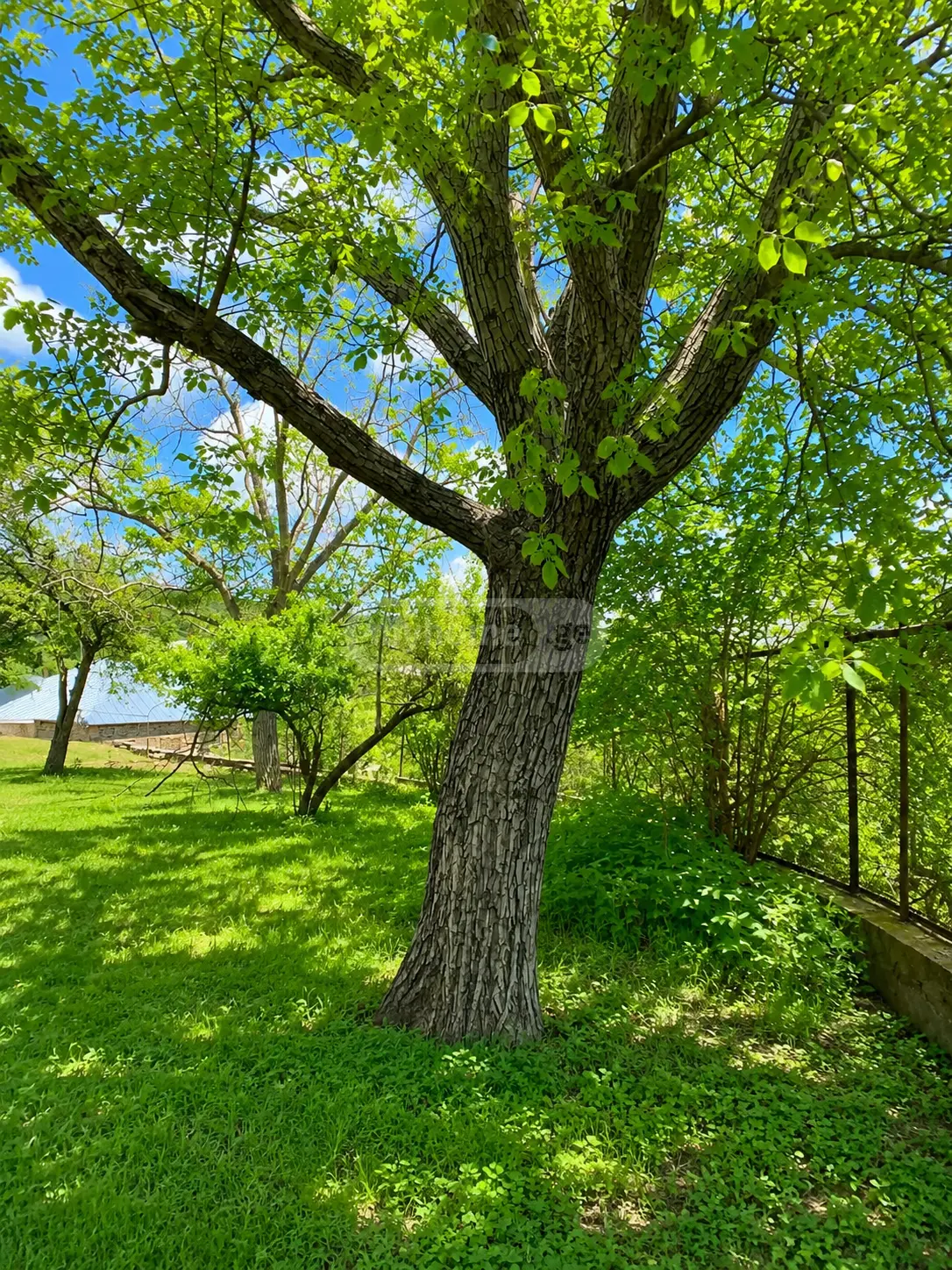 For Sale 5 Room Country House Sagarejoshi view 9