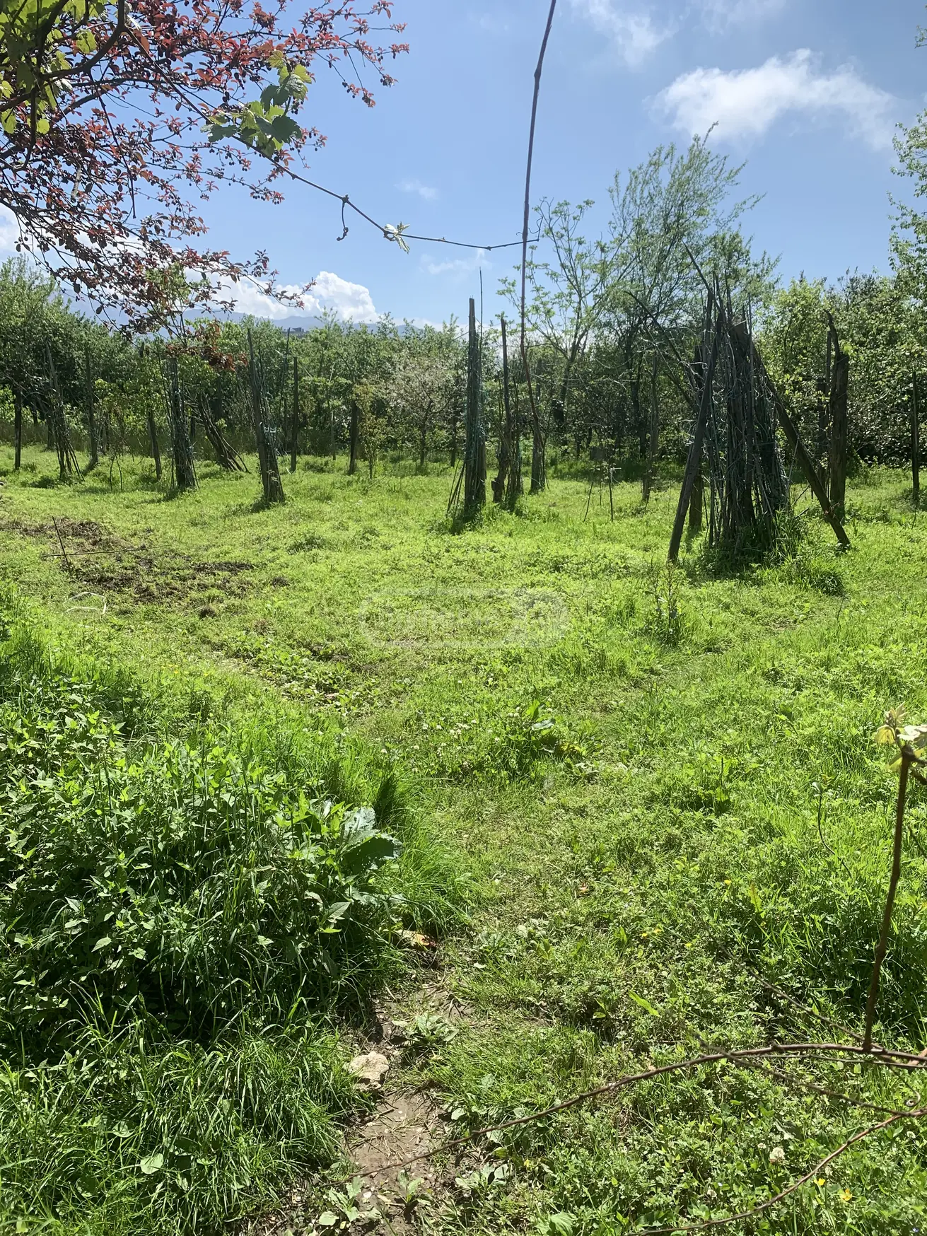 For Sale Sasoplo-Sameurneo Land Plot In Batumi view 1