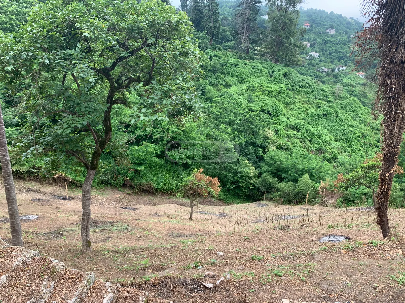 For Sale Sasoplo-Sameurneo Land Plot Khelvachauris Munitsipalitetshi view 4
