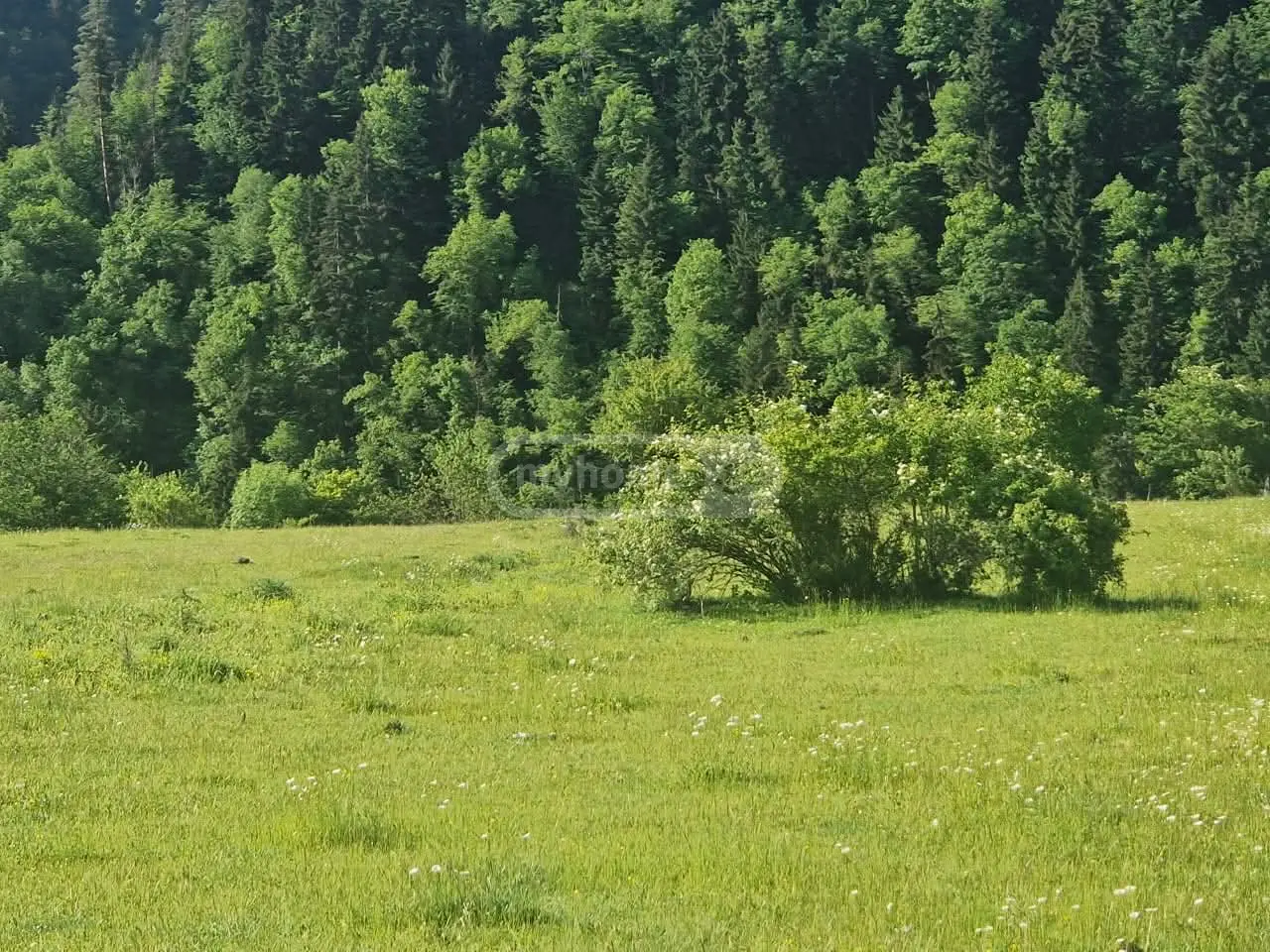 For Sale Sasoplo-Sameurneo Land Plot Borjomshi view 2