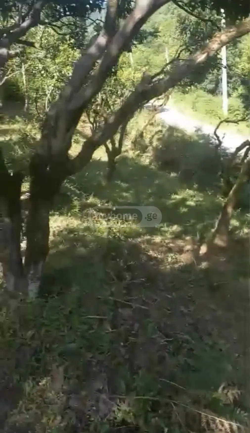 For Sale Sasoplo-Sameurneo Land Plot Khelvachauris Munitsipalitetshi view 3