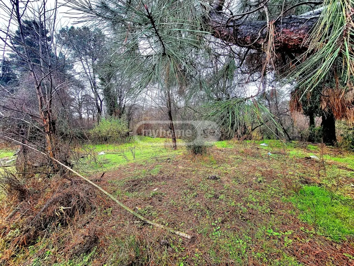For Sale Sasoplo-Sameurneo Land Plot Ozurgetis Munitsipalitetshi view 11
