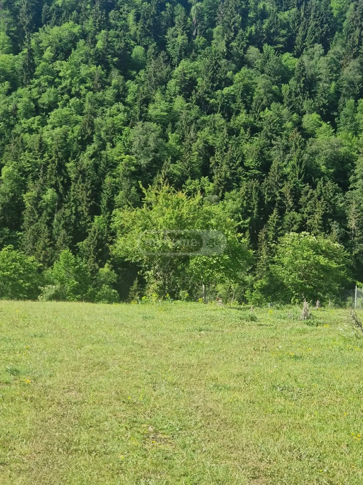 For Sale Sasoplo-Sameurneo Land Plot Borjomshi view 4
