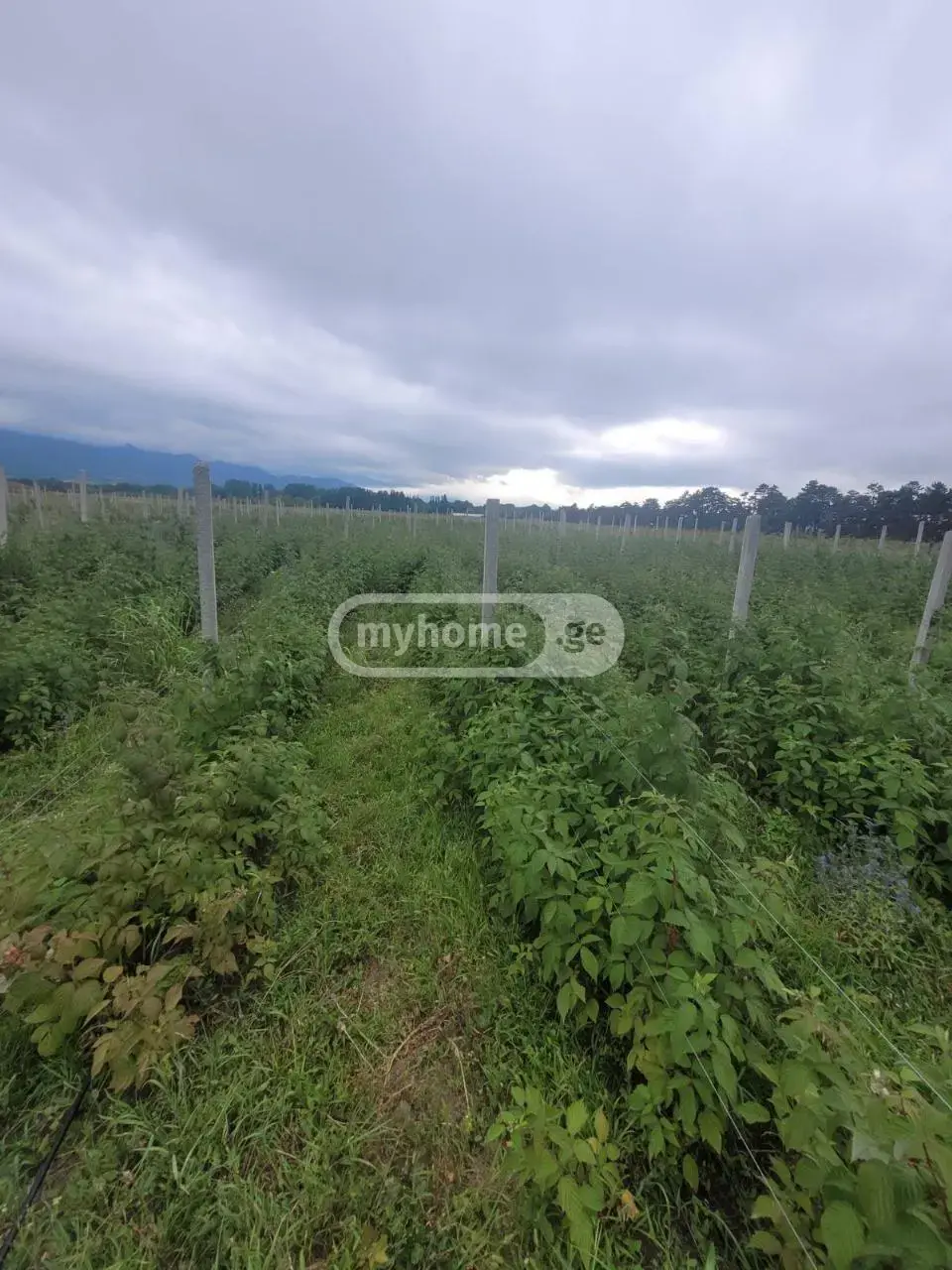 For Sale Sasoplo-Sameurneo Land Plot Khashurshi view 3