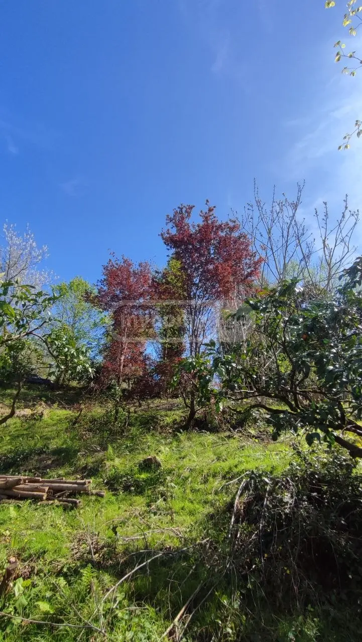 For Sale Ara Sasoplo-Sameurneo Land Plot Kobuletis Munitsipalitetshi view 9