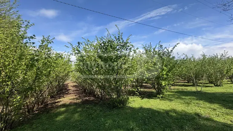 For Sale Sasoplo-Sameurneo Land Plot Zugdidshi view 1