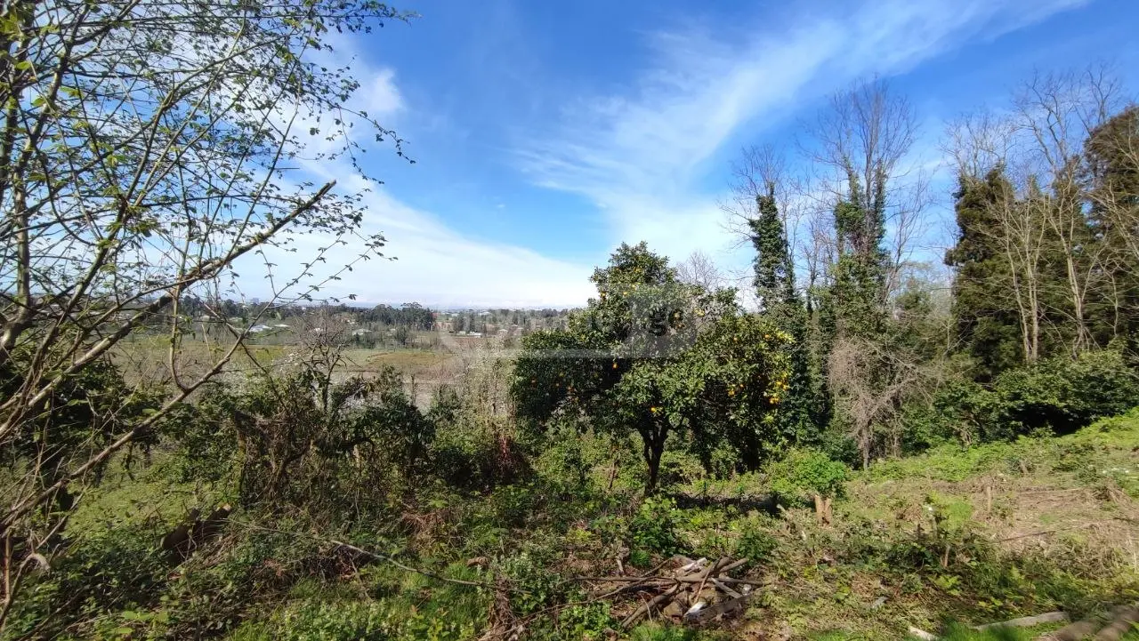 For Sale Ara Sasoplo-Sameurneo Land Plot Kobuletis Munitsipalitetshi view 4