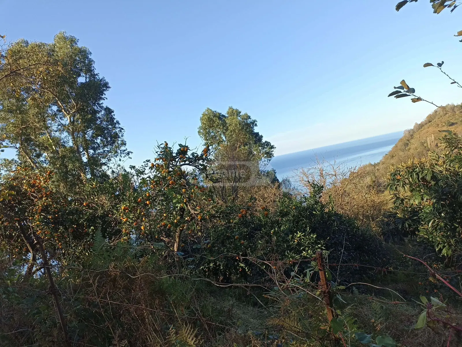 For Sale Sasoplo-Sameurneo Land Plot In Batumi view 8