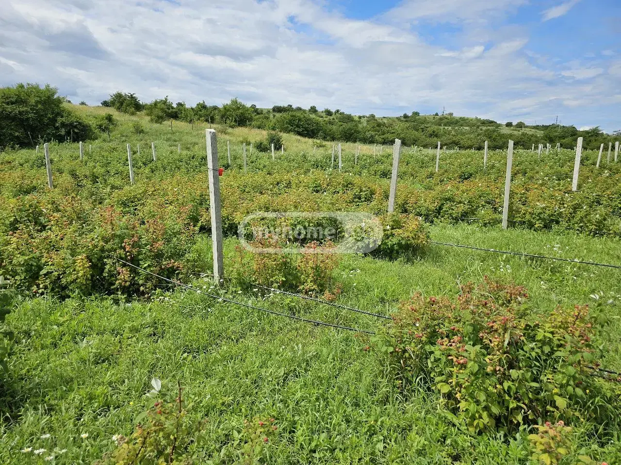 For Sale Sasoplo-Sameurneo Land Plot Khashurshi view 11