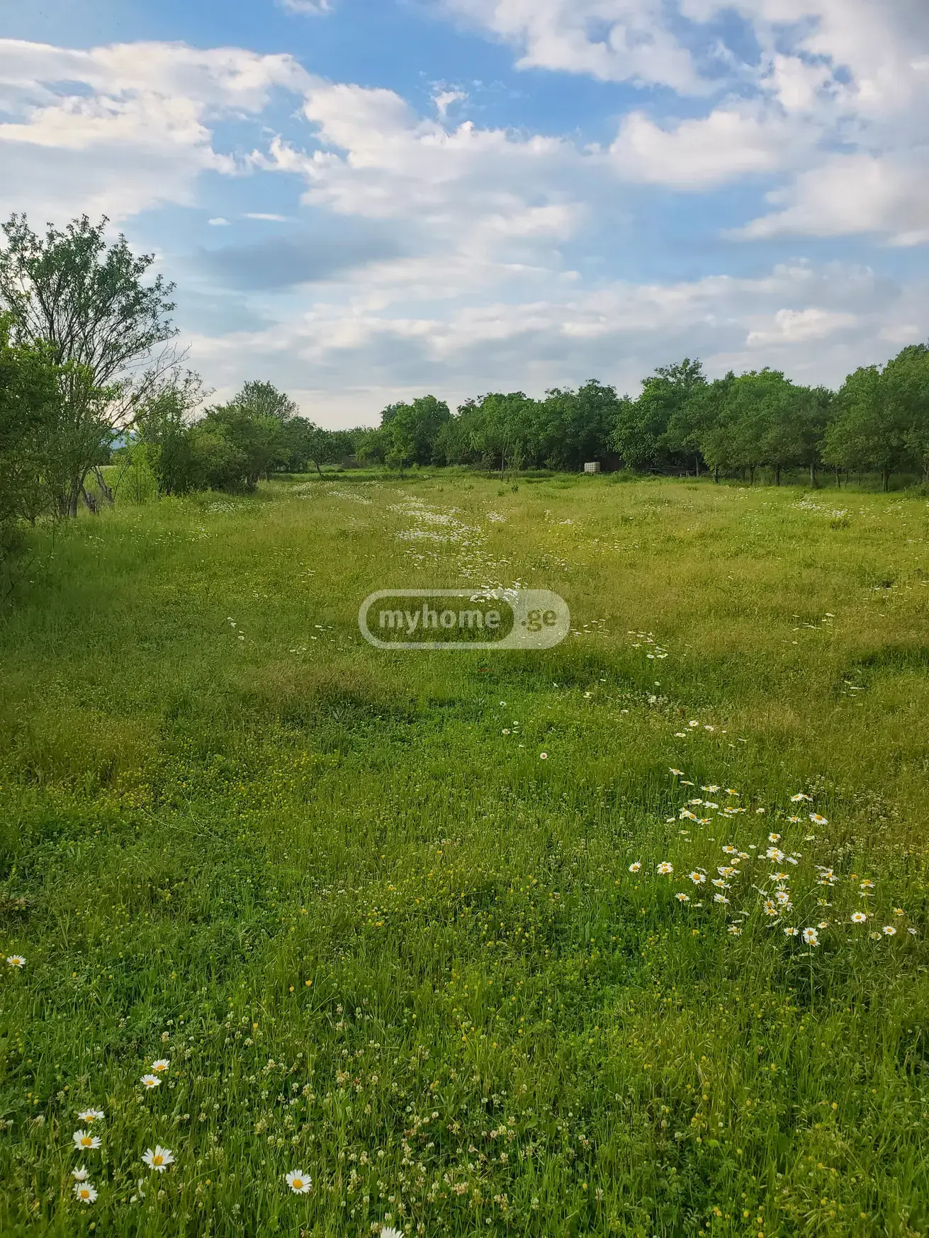 For Sale Sasoplo-Sameurneo Land Plot Dushetis Munitsipalitetshi view 15
