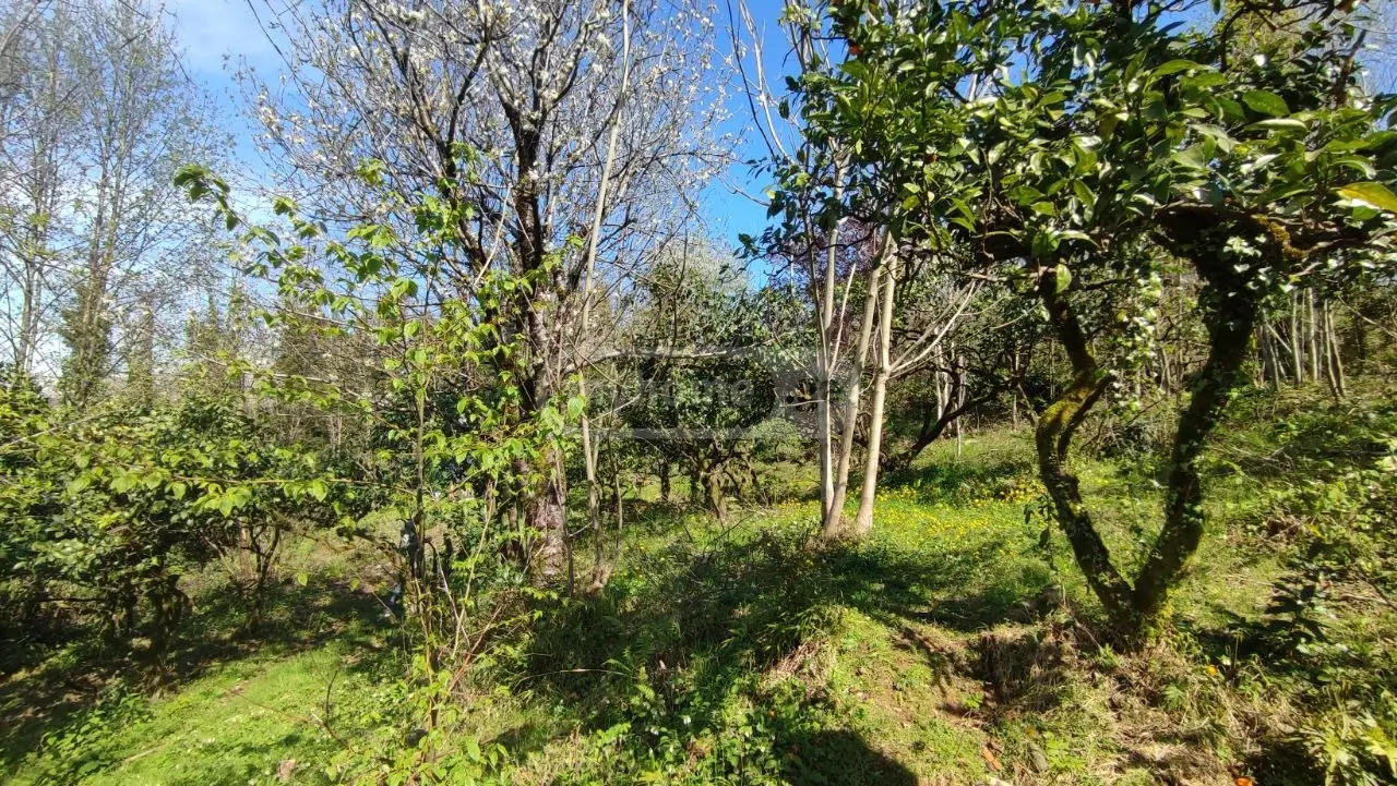 For Sale Ara Sasoplo-Sameurneo Land Plot Kobuletis Munitsipalitetshi view 10