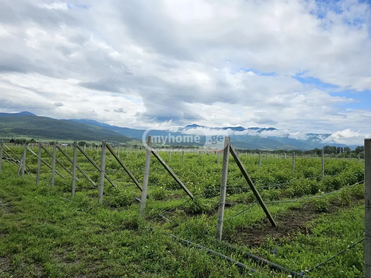 For Sale Sasoplo-Sameurneo Land Plot Khashurshi view 8