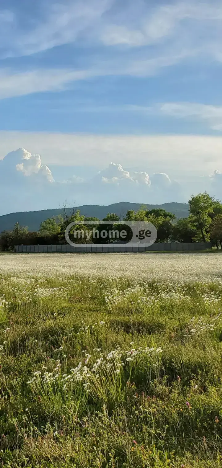For Sale Sasoplo-Sameurneo Land Plot Dushetis Munitsipalitetshi view 7