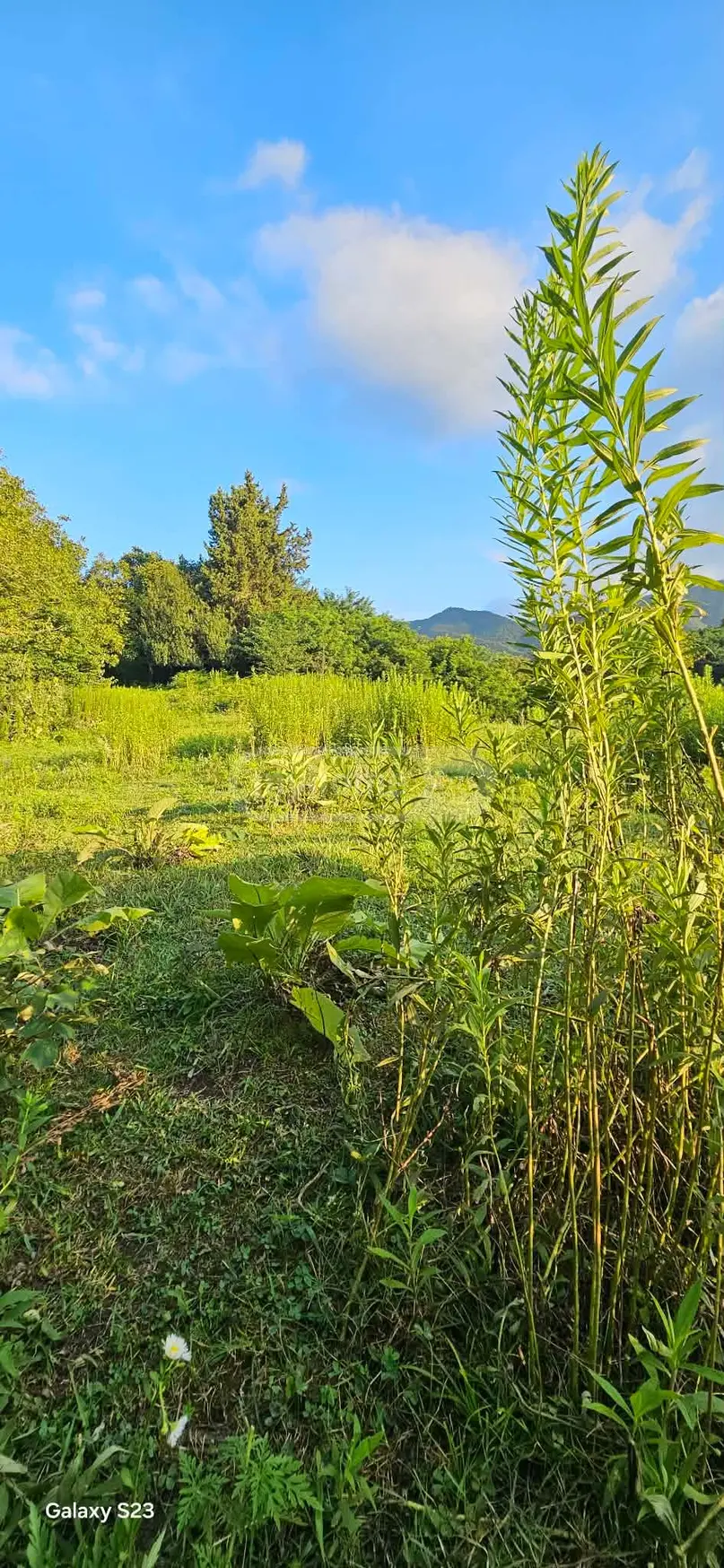 For Sale Ara Sasoplo-Sameurneo Land Plot Baghdatshi view 13