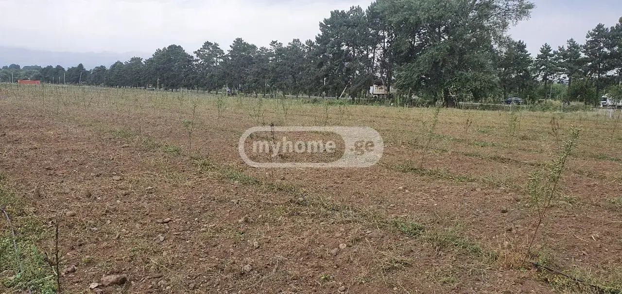For Sale Sasoplo-Sameurneo Land Plot Khashurshi view 10