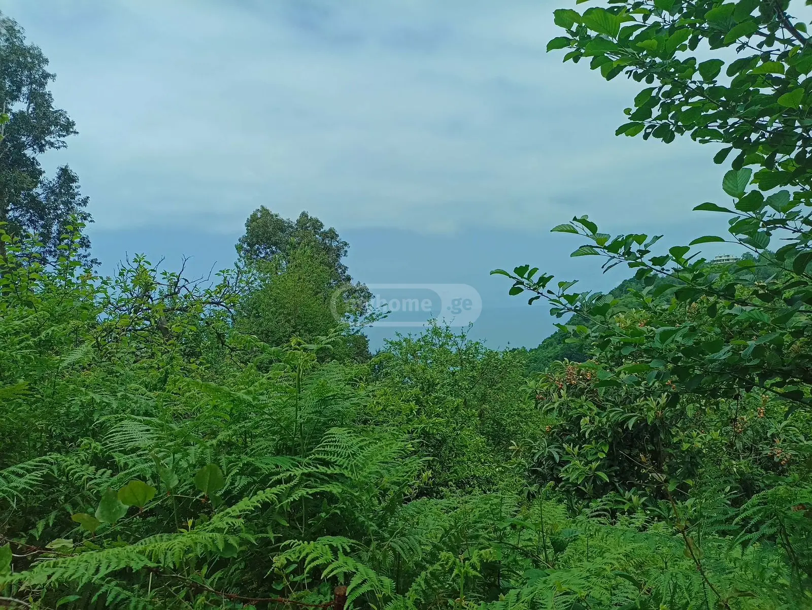For Sale Sasoplo-Sameurneo Land Plot In Batumi view 3