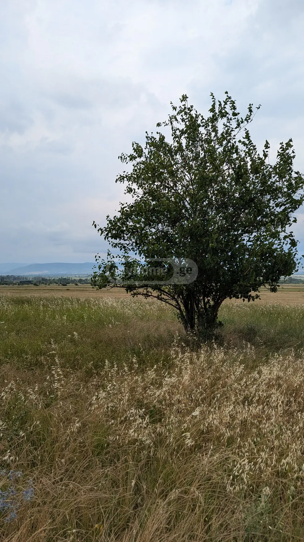 For Sale Sasoplo-Sameurneo Land Plot Mtskhetis Munitsipalitetshi view 3