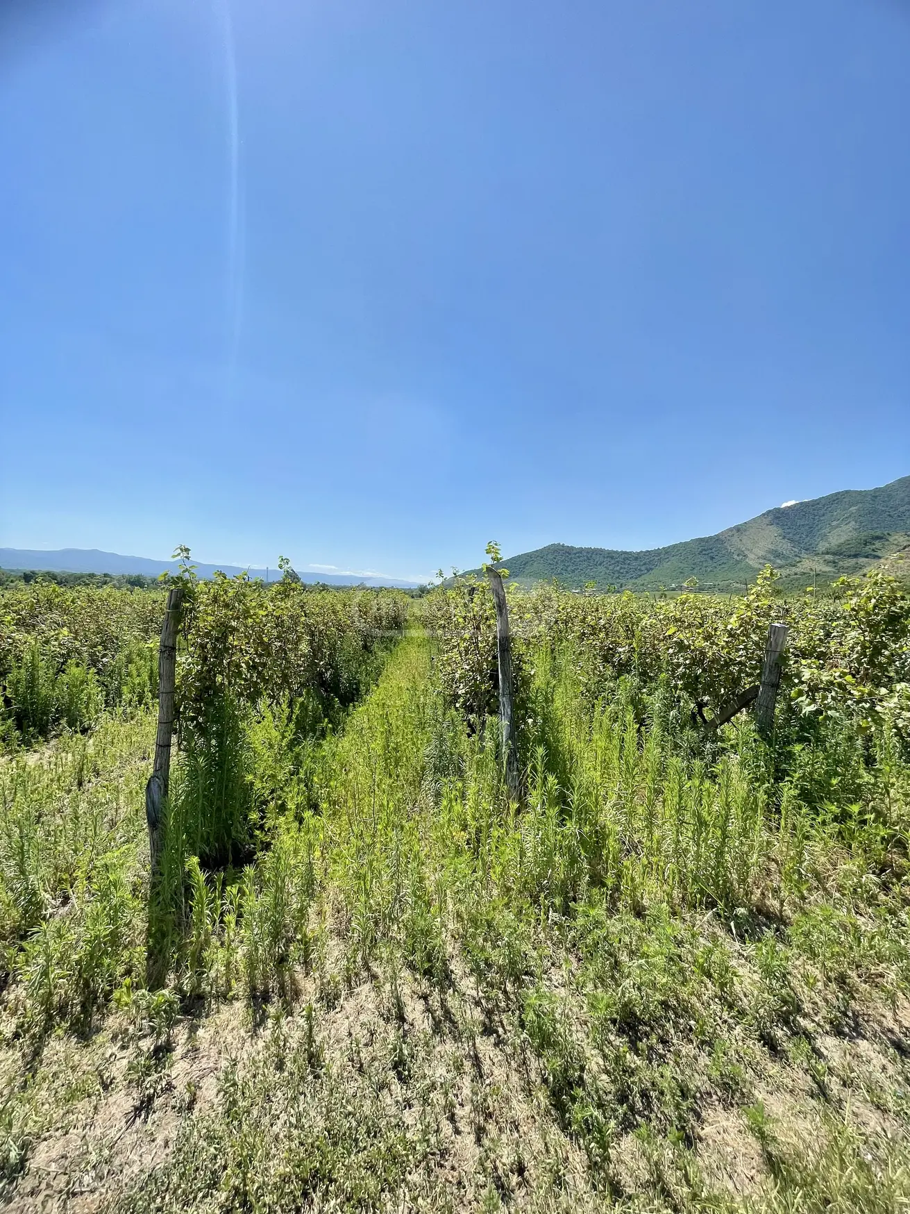 For Sale Sasoplo-Sameurneo Land Plot Qvarlis Munitsipalitetshi view 5