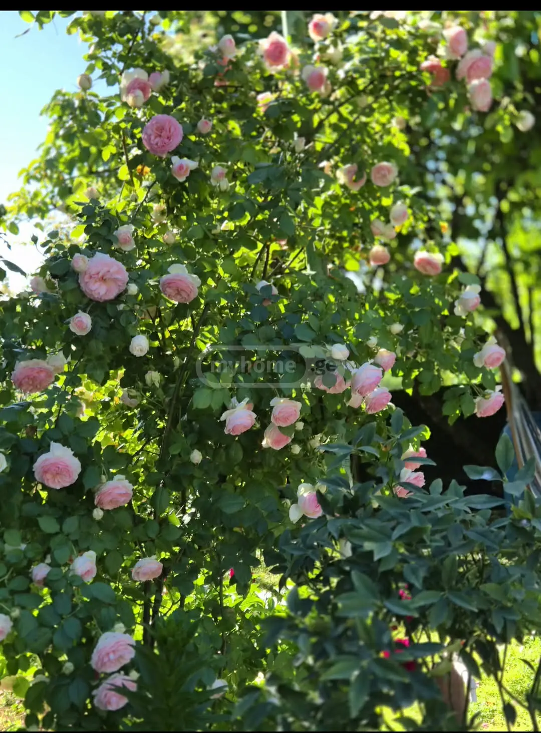 For Rent 8 Room Private House Rustavshi, 1 of 1
