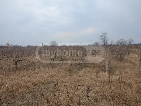 Продажа Земля / участок в Gurjaanis Munitsipalitetshi view 3