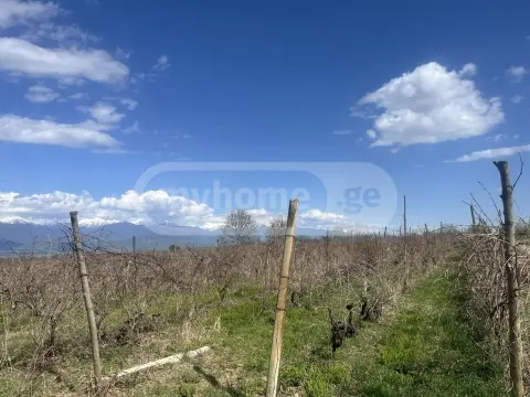 იყიდება მიწა / ნაკვეთი Telavis Munitsipalitetshiში view 4
