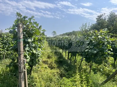 For Sale Sasoplo-Sameurneo Land Plot Qvarlis Munitsipalitetshi view 4