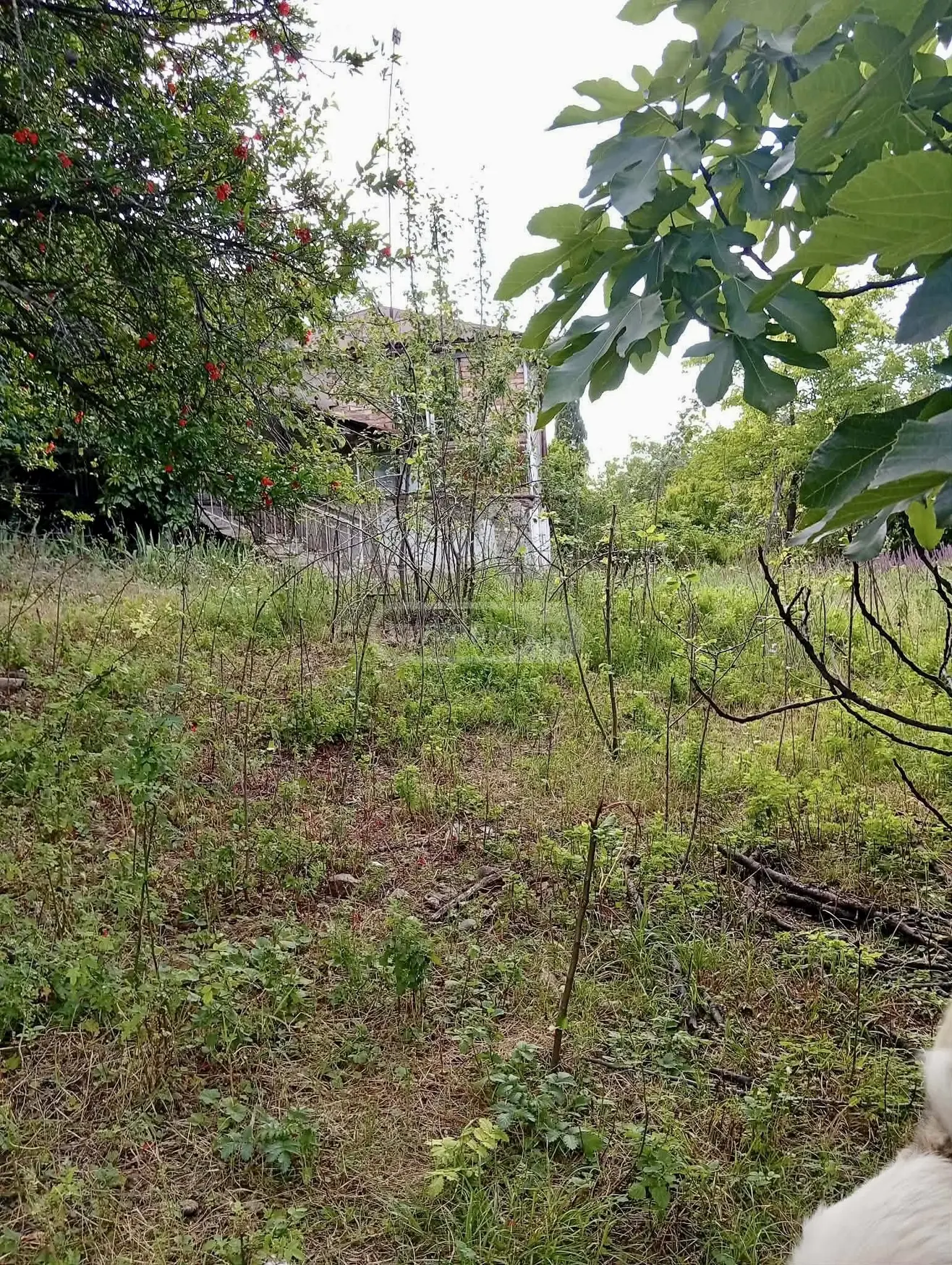 Продажа 3-комната Частный дом в Gurjaanis Munitsipalitetshi view 2