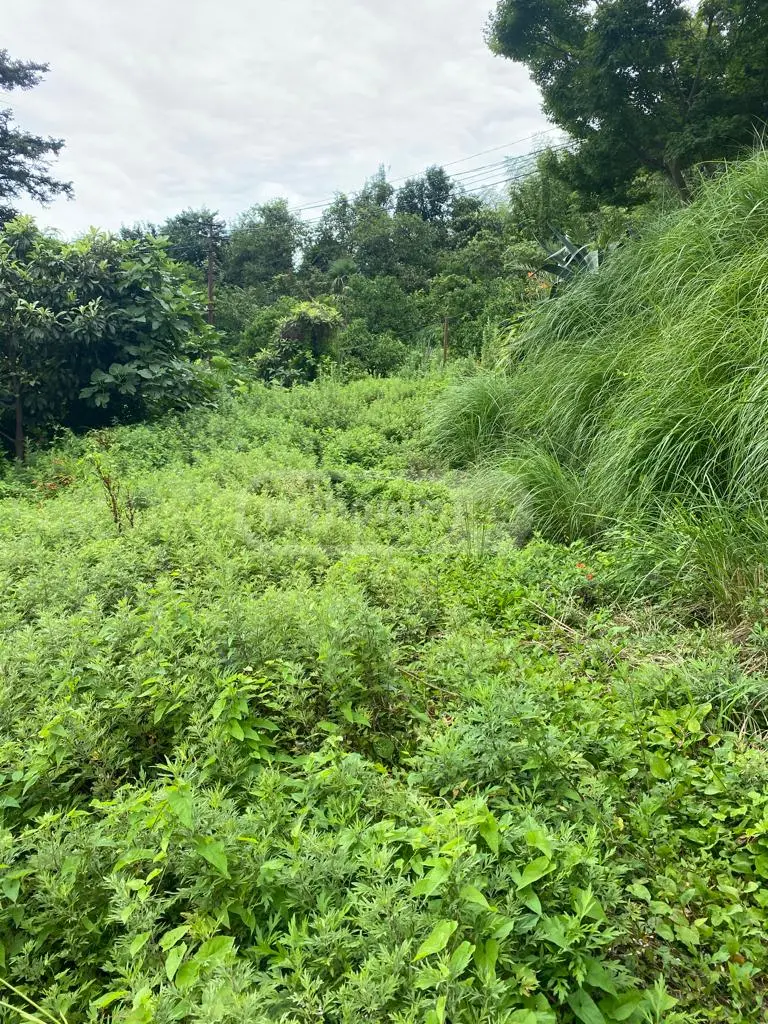 For Sale Sasoplo-Sameurneo Land Plot In Batumi view 9