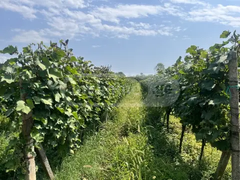 For Sale Sasoplo-Sameurneo Land Plot Qvarlis Munitsipalitetshi view 2