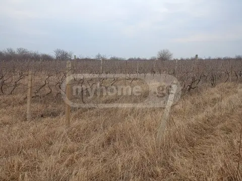 Продажа Земля / участок в Gurjaanis Munitsipalitetshi view 1