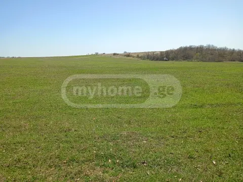 For Sale Sasoplo-Sameurneo Land Plot Sagarejos Munitsipalitetshi view 6